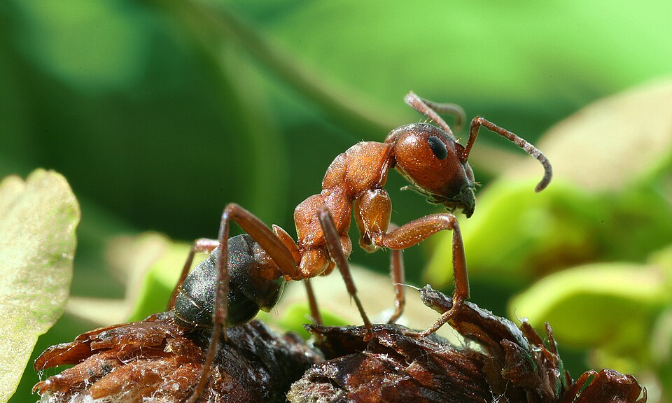 Wood ant