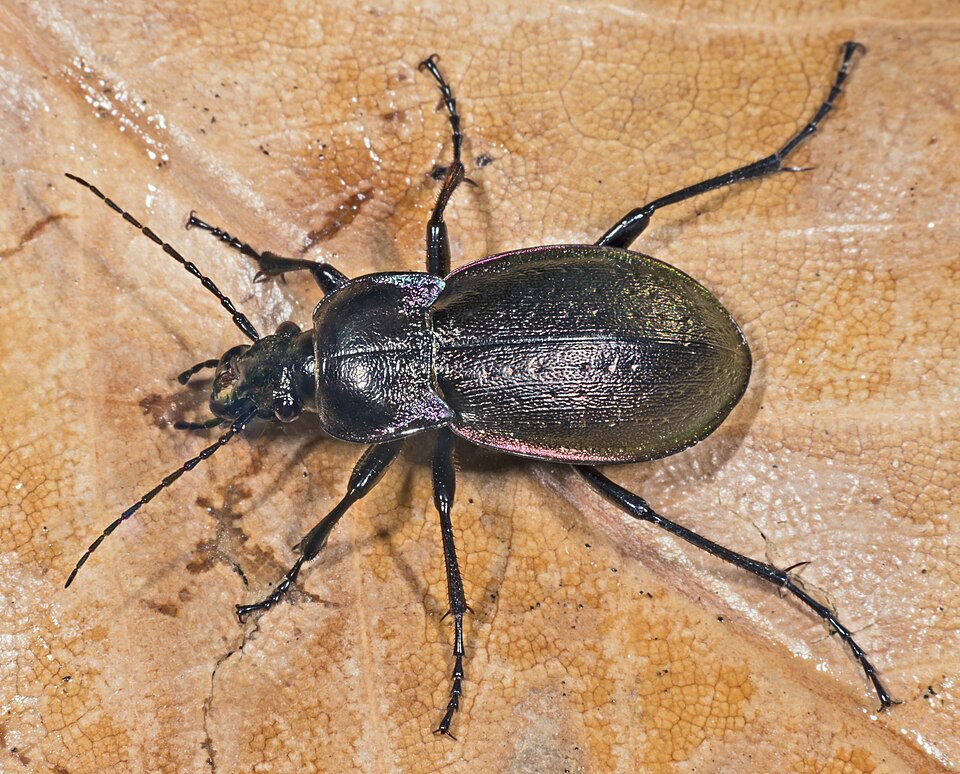 Ground beetle