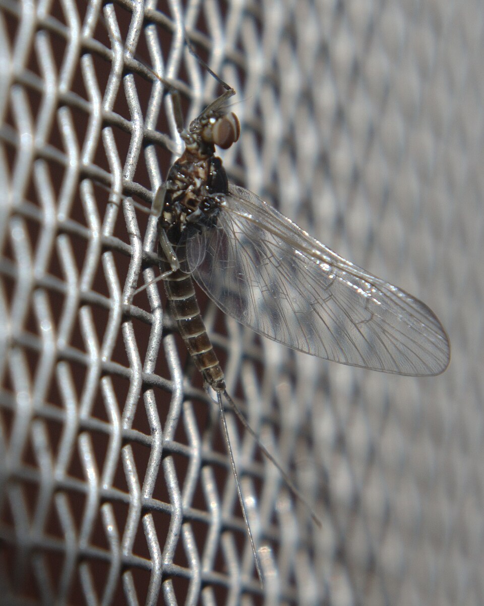 Blue-Winged Olive (BWO)