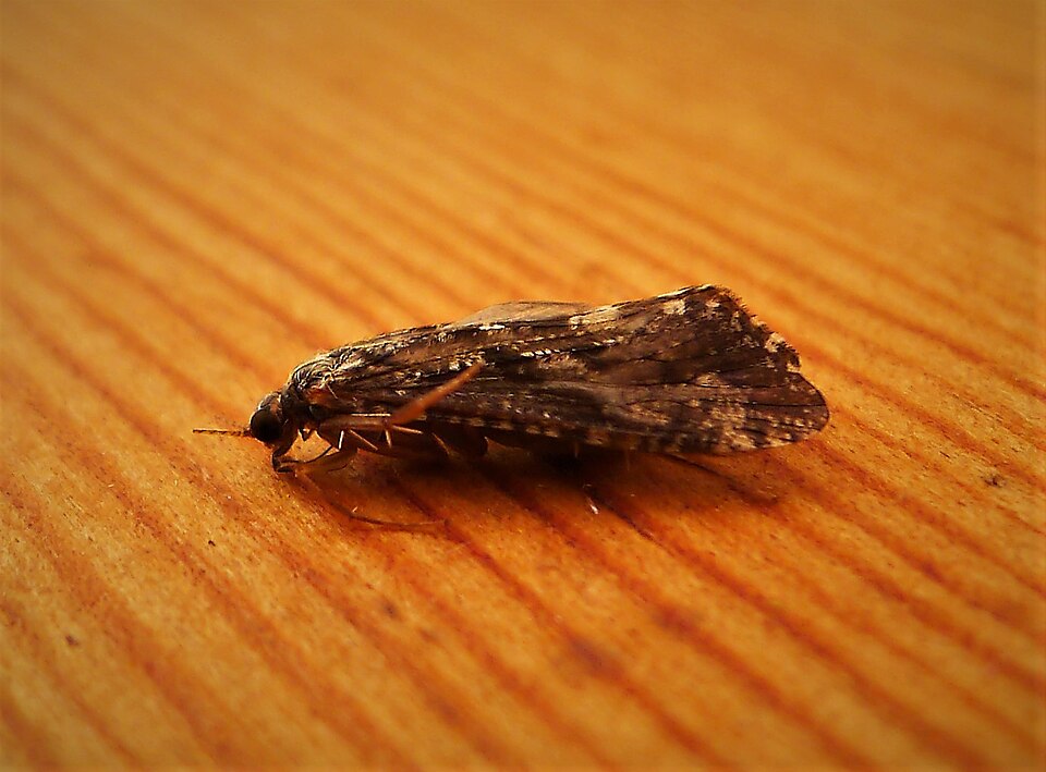 Caddis (adult)