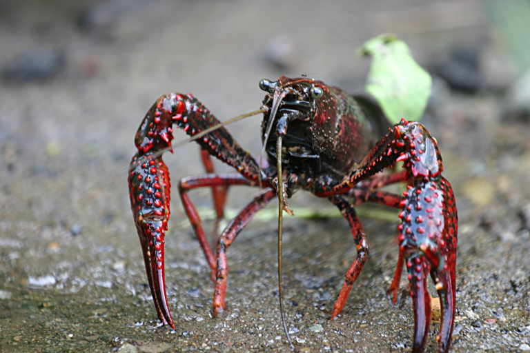 Crayfish