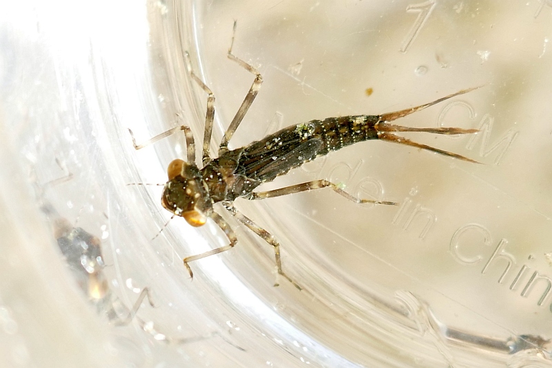 Damselfly nymph