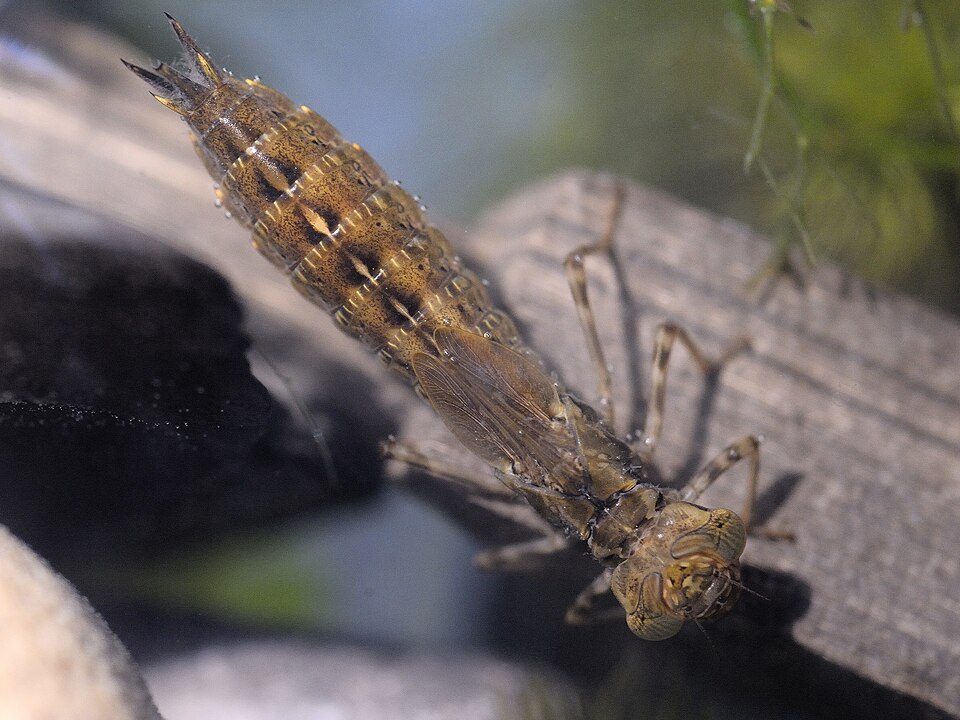 Dragonfly nymph