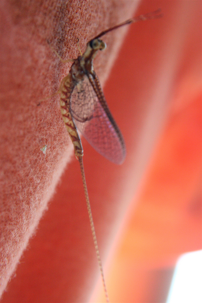 Drake (giant mayfly)