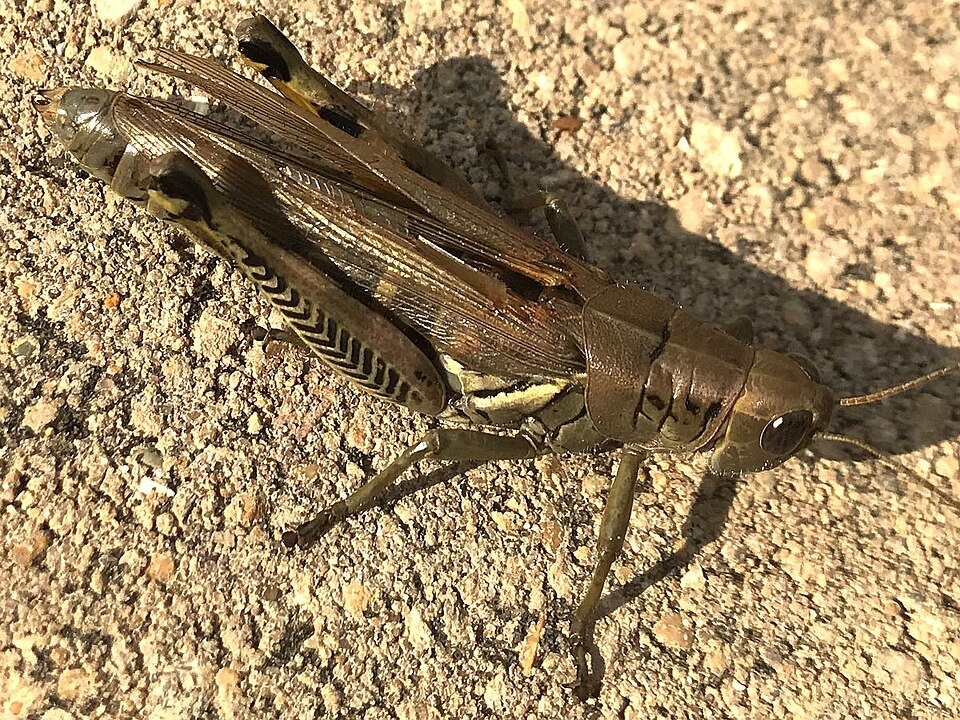 Grasshopper