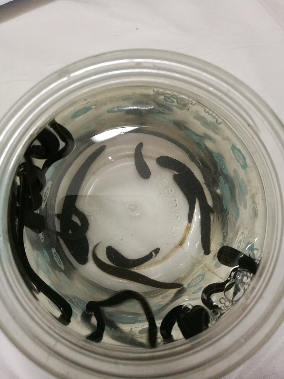 Leech