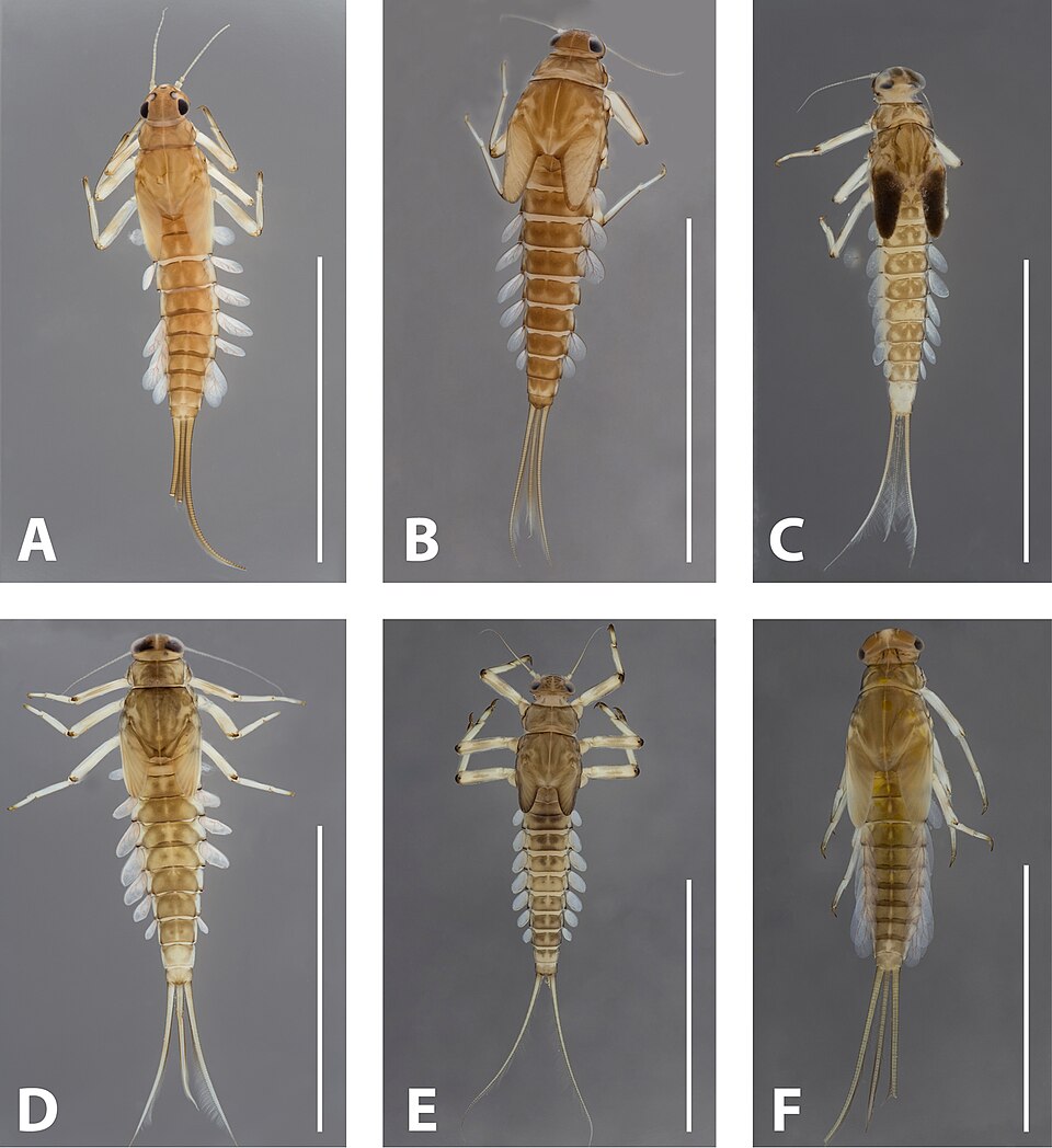 Mayfly nymph
