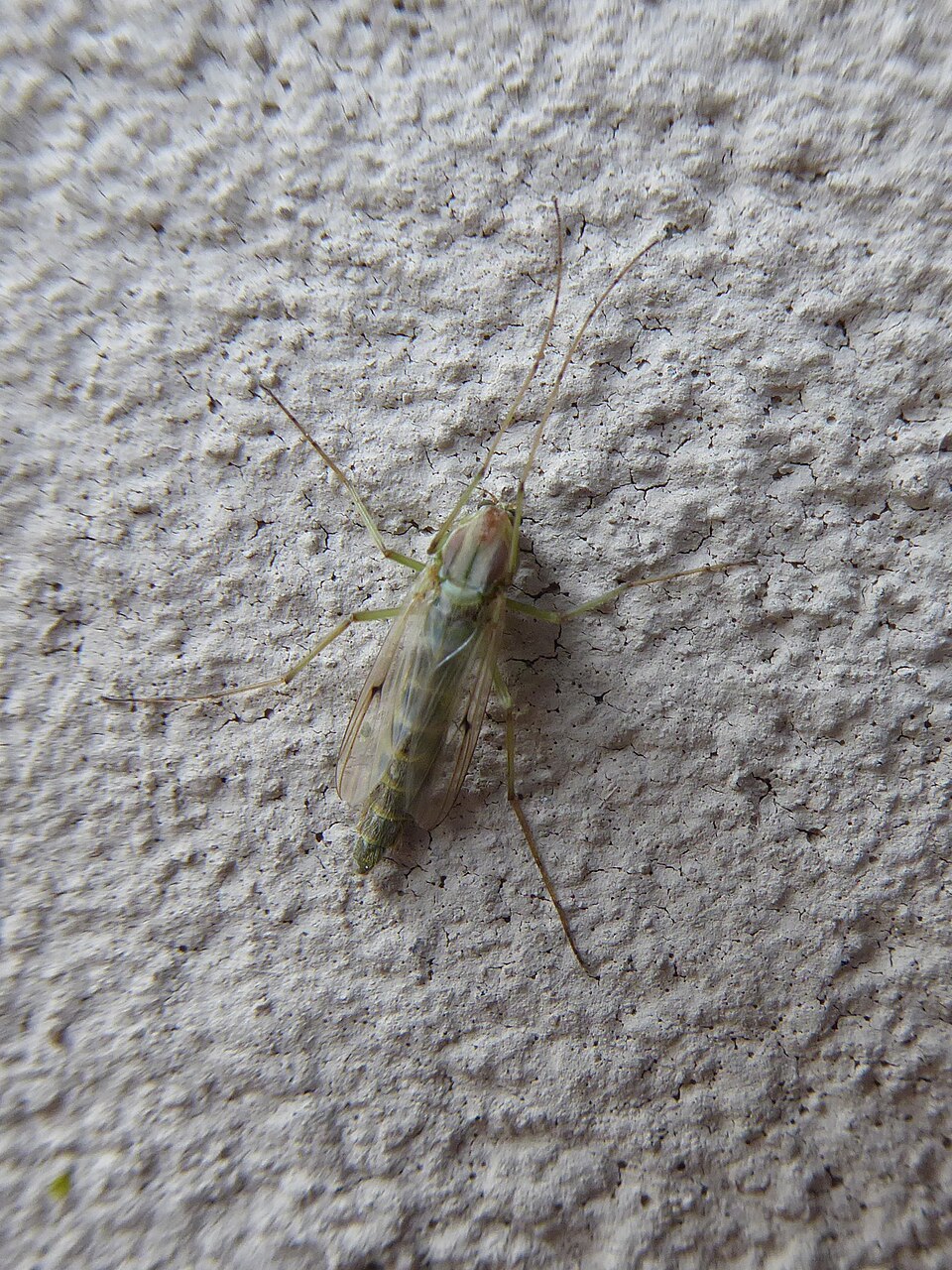 Midge (adult)