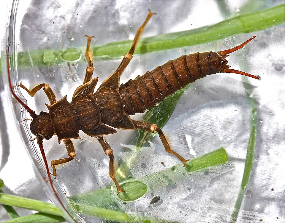 Salmonfly (adult)