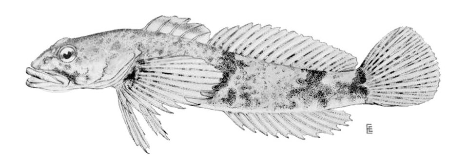 Sculpin