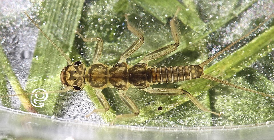 Skwala stonefly