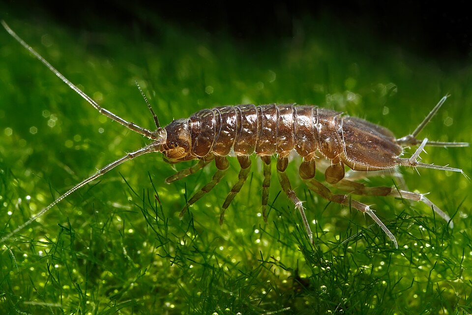 Sowbug