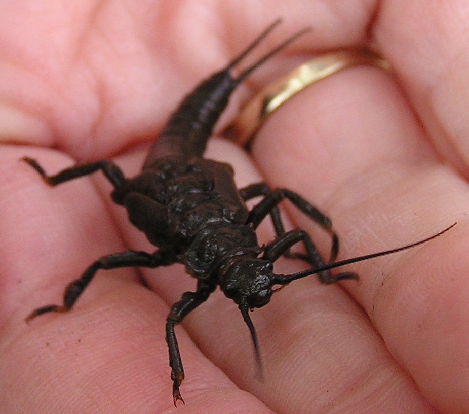 Stonefly nymph