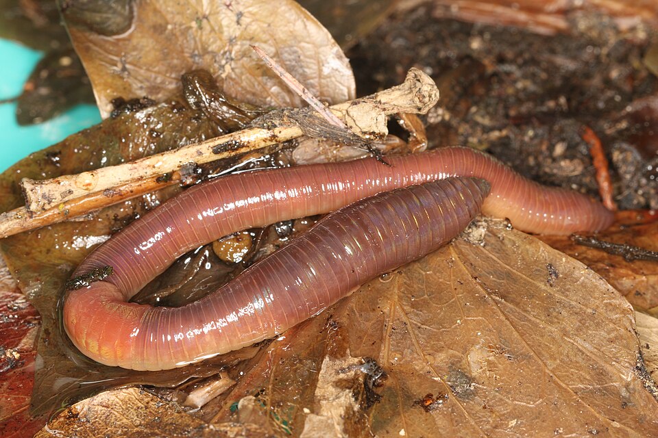 Earthworm / Annelid