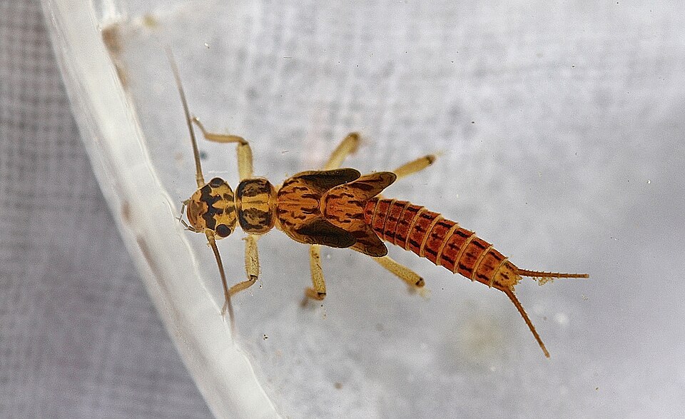 Yellow Sally stonefly